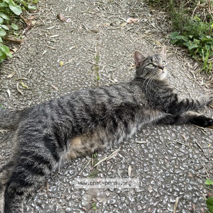 Photo 1/2 Chat trouvé Trouvé à Reims