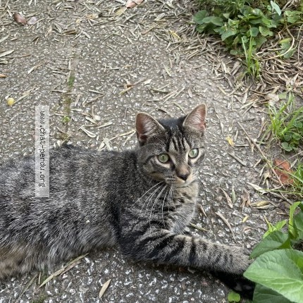 Photo 2/2 Chat trouvé Trouvé à Reims