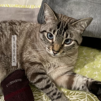 Photo de chat perdu à Tarbes