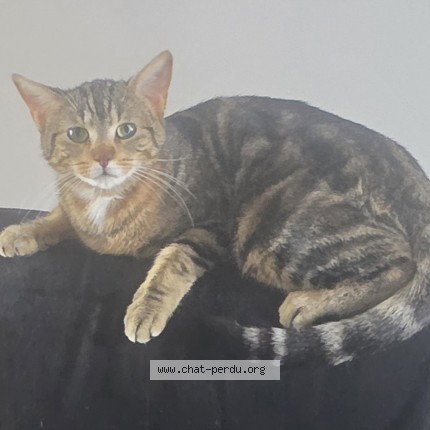 Photo 1/1 wölva Chat perdu à Saint Georges Les Baillargeaux