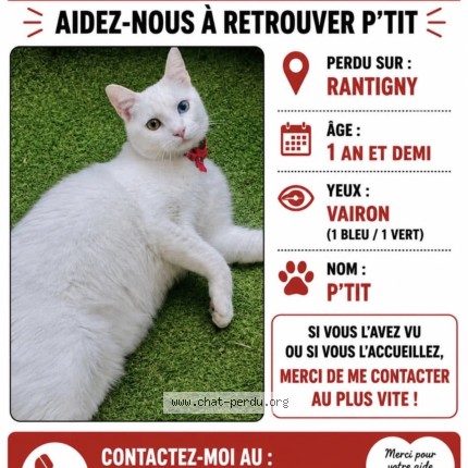 Photo 1/1 Minou Chat perdu à Rantigny