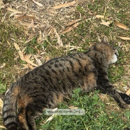 Photo 1/1 Chat trouvé Trouvé à Nogent L Artaud
