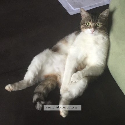 Photo 1/1 minette Chat perdu à Alby Sur Cheran