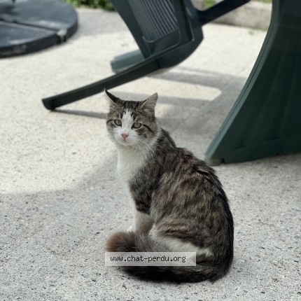 Photo 1/1 Chat trouvé Trouvé à Meximieux