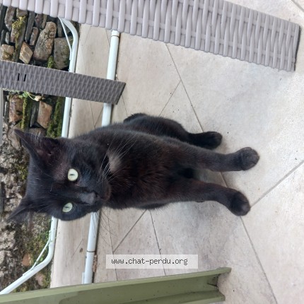 Photo 1/1 Chat trouvé Trouvé à Champigne