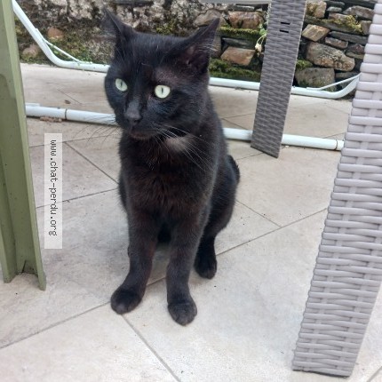 Photo 1/1 Chat trouvé Trouvé à Champigne