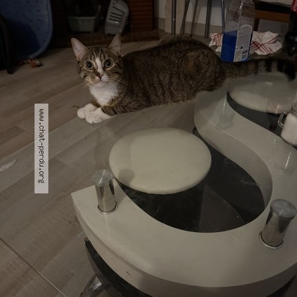 Photo 1/1 Chat retrouvé Perdu à Condat Sur Vienne