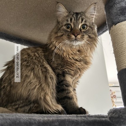 Photo 1/1 ash Chat perdu à Nanterre