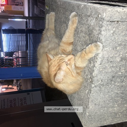 Photo 1/1 Chat trouvé Trouvé à Castelnau Le Lez