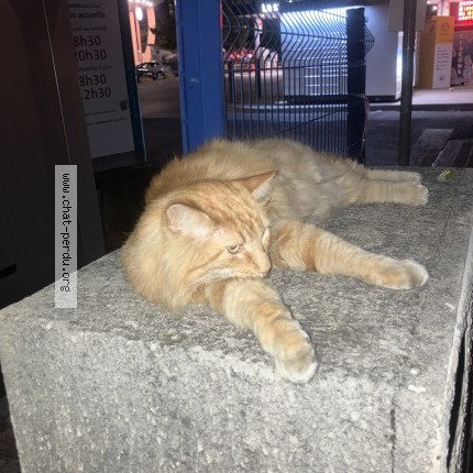 Photo 1/1 Chat trouvé Trouvé à Castelnau Le Lez