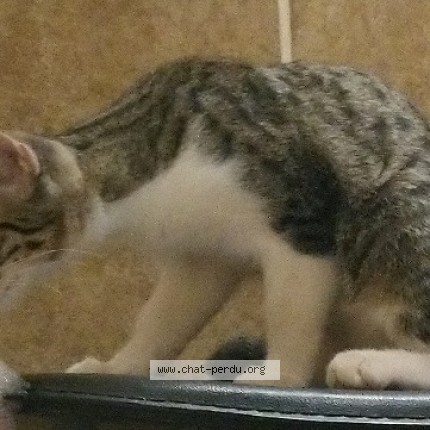 Photo 1/1 Chat retrouvé Perdu à Belleme