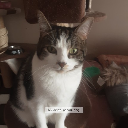 Photo 1/1 lila Chat perdu à Paris 16e