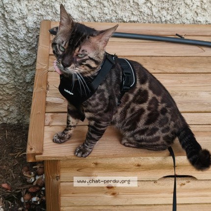 Photo 1/1 Chat retrouvé Perdu à Champigny Sur Marne
