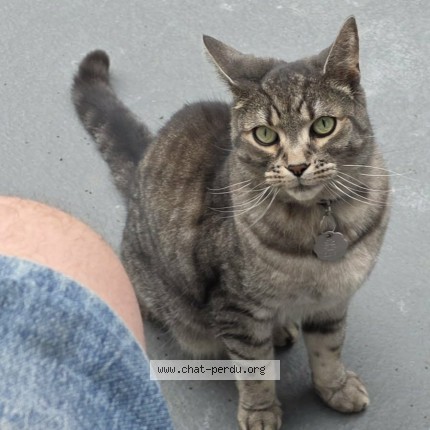 Photo de chat retrouvé à Montreal
