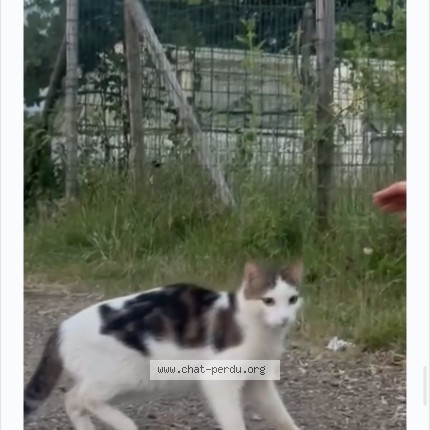 Photo 1/1 Chat trouvé Trouvé à Alencon