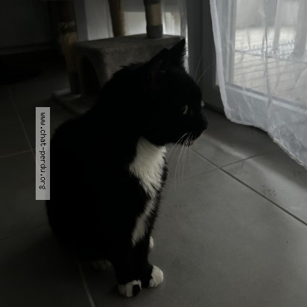 Photo 1/1 Chat trouvé Trouvé à Blagnac
