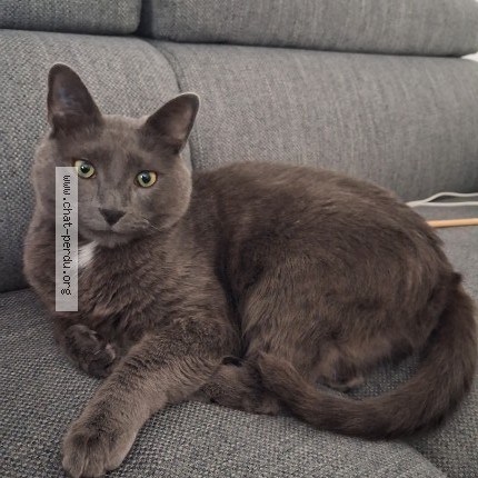 Photo 1/1 Chat retrouvé Perdu à Compiegne