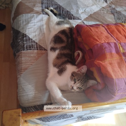 Photo 1/1 Mowgli Chat perdu à Caen