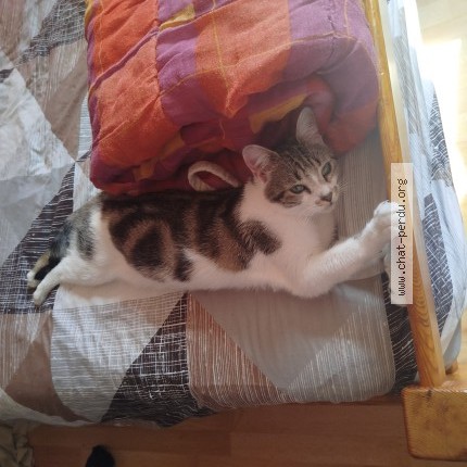 Photo 1/1 Mowgli Chat perdu à Caen