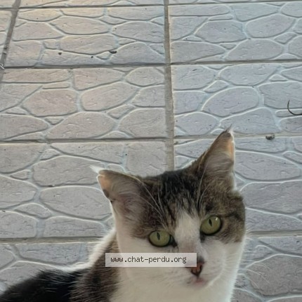 Photo 1/1 chonchon Chat perdu à Vendres