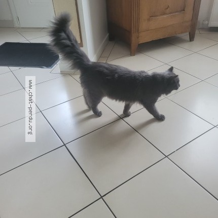Photo 1/1 Chat trouvé Trouvé à Le Mans
