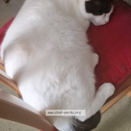 Photo de chat perdu à Roubaix