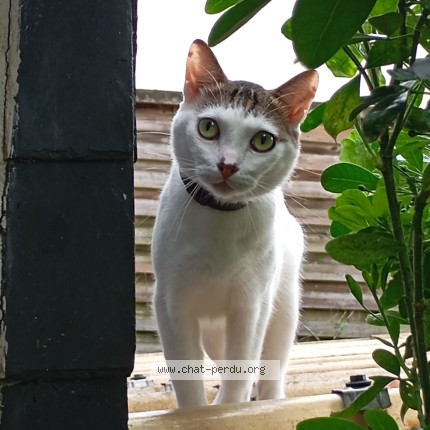 Photo 1/1 Chat trouvé Trouvé à Laval