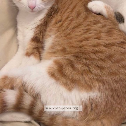 Photo de chat perdu à Dole