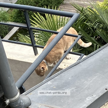 Photo de chat trouvé à Charenton Le Pont