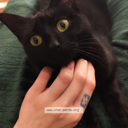 Photo 1/1 Jiji Chat perdu à Lille