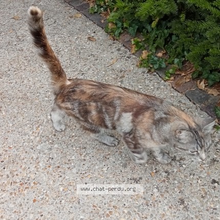 Photo de chat trouvé à Courbevoie