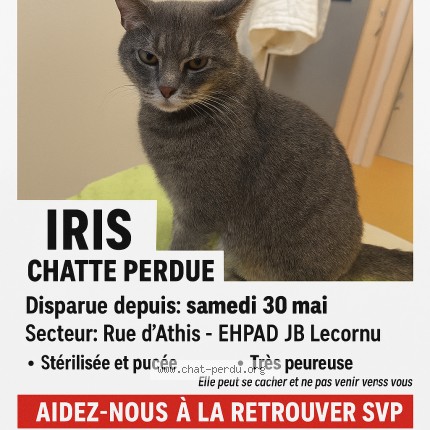 Photo 1/1 Iris Chat perdu à Flers