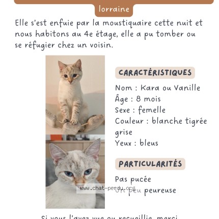 Photo de chat perdu à Le Petit Quevilly