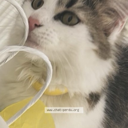 Photo de chat perdu à Souffelweyersheim