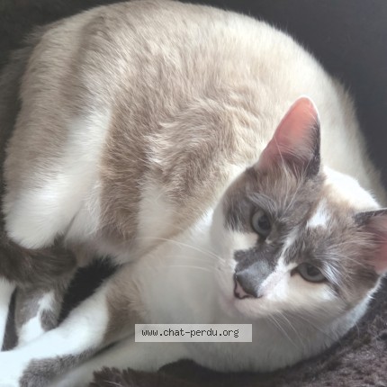 Photo 1/1 tache au nez Chat perdu à Aumelas