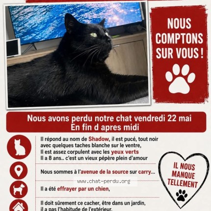 Photo 2/2 shadow Chat perdu à Carry Le Rouet