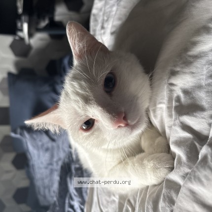 Photo 1/1 Chat trouvé Trouvé à Sausseuzemare En Caux