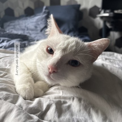 Photo 1/1 Chat retrouvé Trouvé à Sausseuzemare En Caux