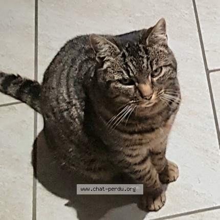 Photo de chat perdu à St Georges Les Baillargeaux