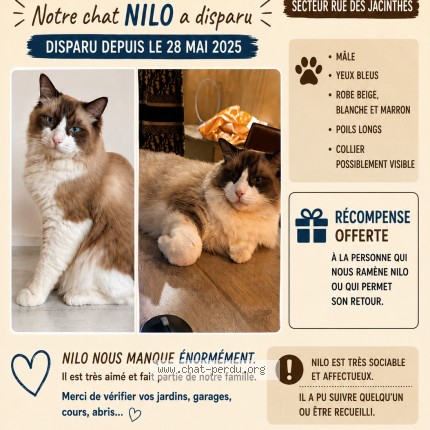 Photo 1/1 NILO Chat perdu à Sainte Clotilde