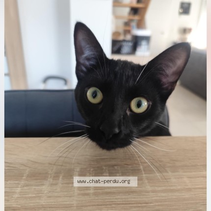 Photo de chat perdu à Asserac