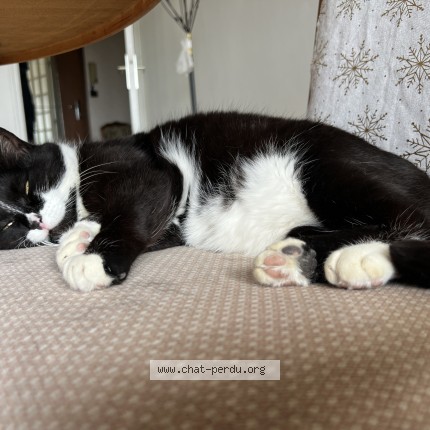 Photo de chat perdu à Briey