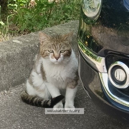 Photo de chat trouvé à Le Havre