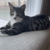 Flynn
