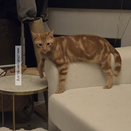 Photo 1/1 ELFO Chat perdu à Bois Colombes