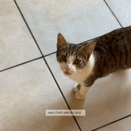 Photo de chat perdu à Maisdon Sur Sevre