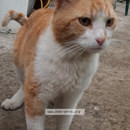 Photo 1/1 Chat trouvé Trouvé à Juvisy Sur Orge