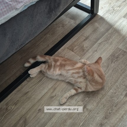 Photo 1/1 rouquin Chat perdu à Soissons