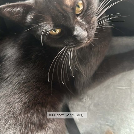 Photo de chat trouvé à Saint Etienne