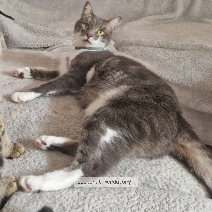 Photo de chat perdu à Montdidier